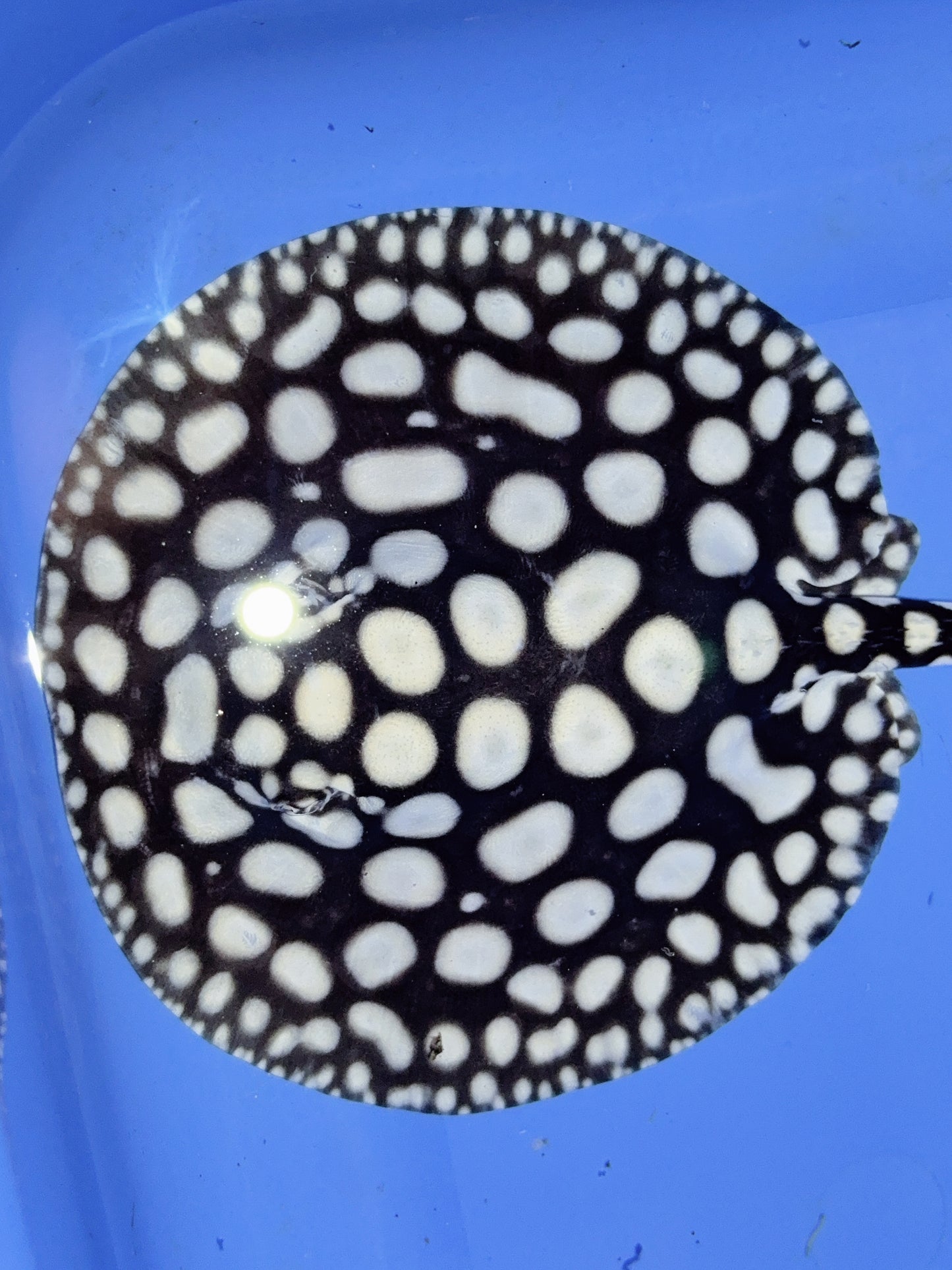 Freshwater Stingray NanShen/Male God Black Diamond Female