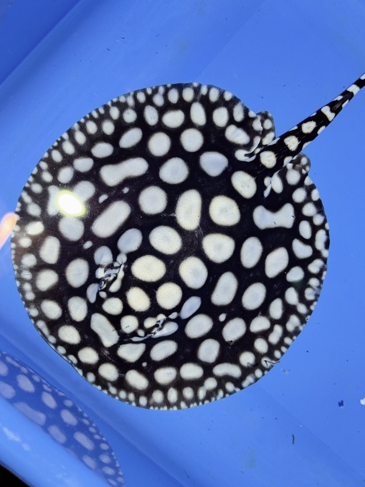 Freshwater Stingray NanShen/Male God Black Diamond Female