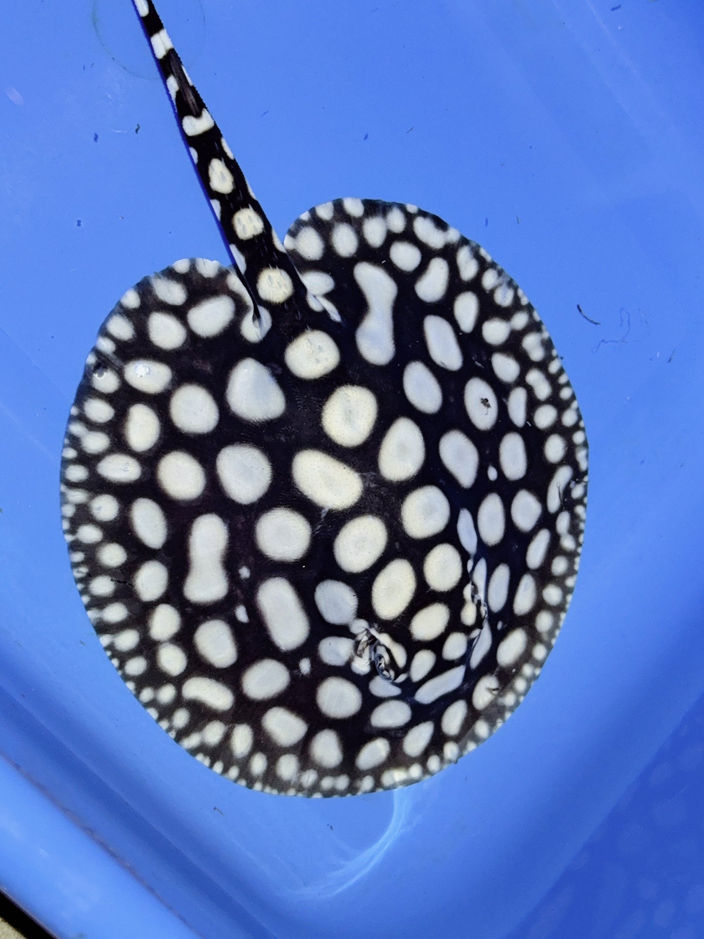 Freshwater Stingray NanShen/Male God Black Diamond Female