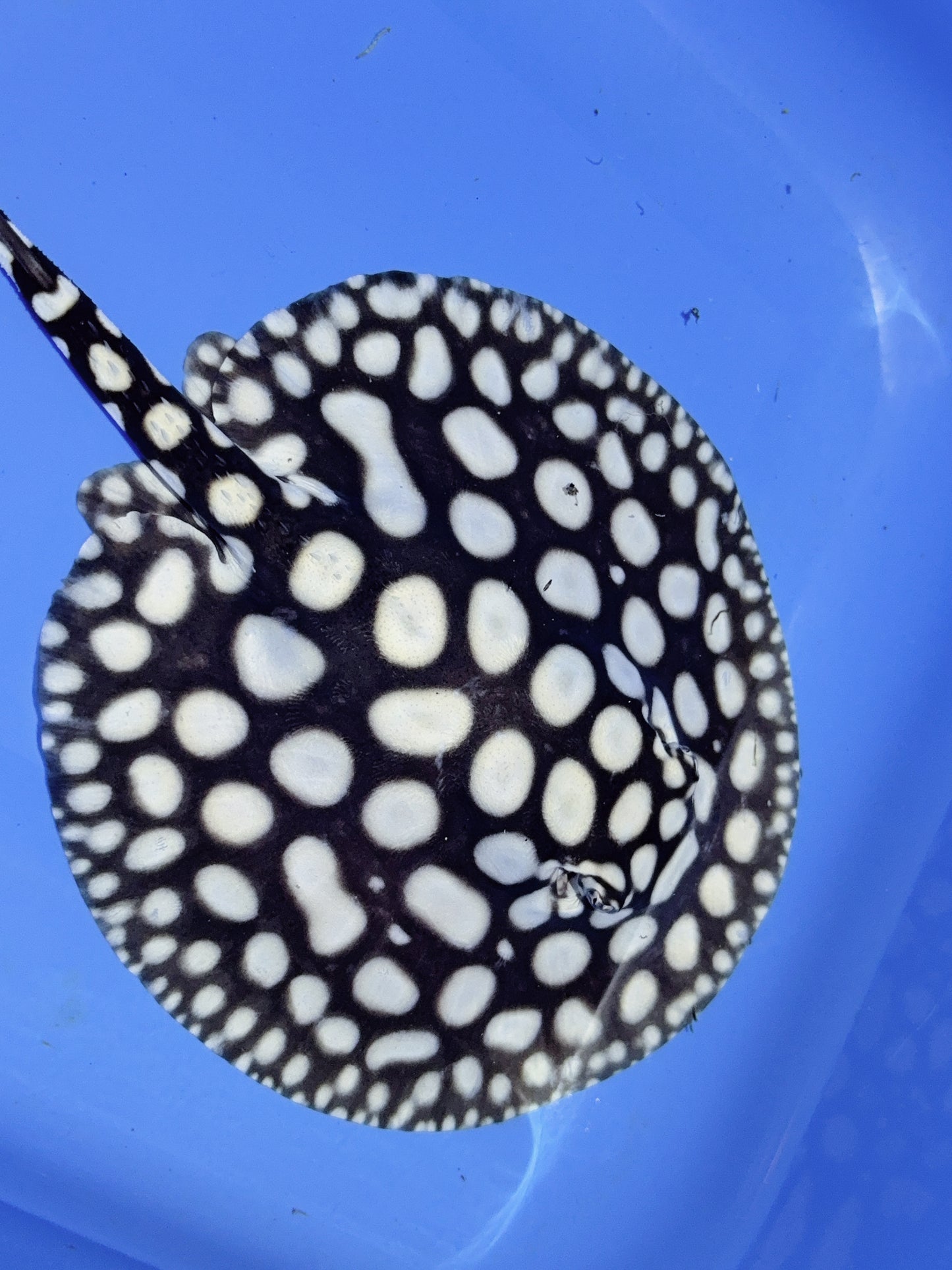 Freshwater Stingray NanShen/Male God Black Diamond Female