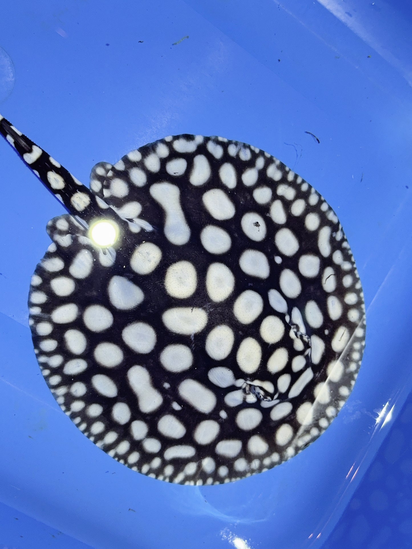 Freshwater Stingray NanShen/Male God Black Diamond Female