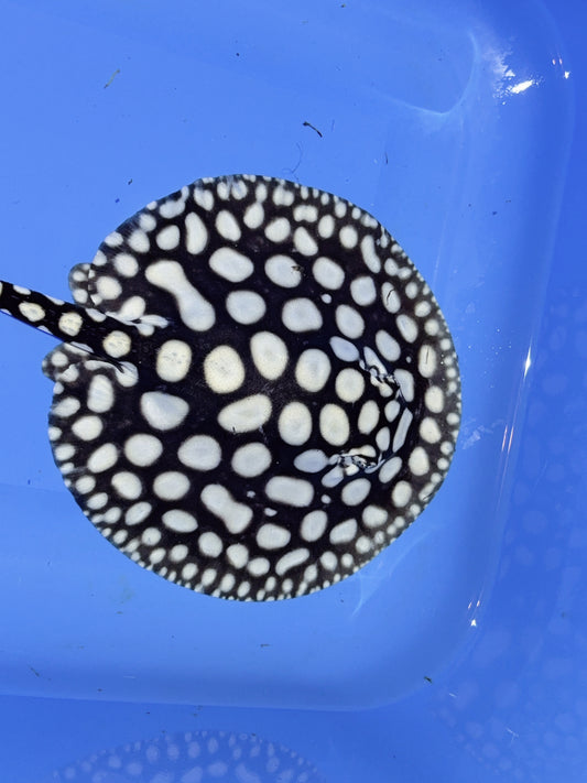 Freshwater Stingray NanShen/Male God Black Diamond Female