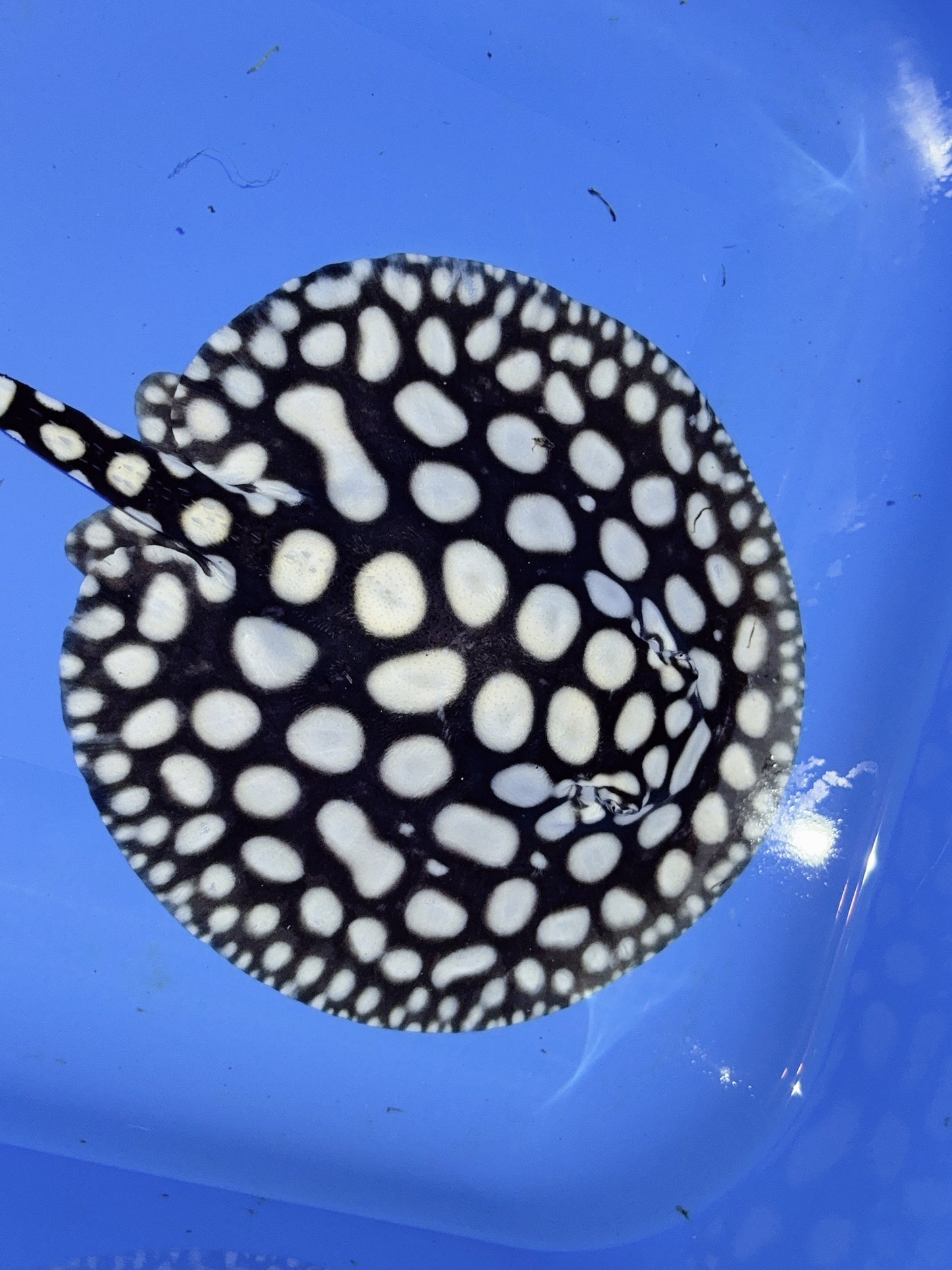 Freshwater Stingray NanShen/Male God Black Diamond Female