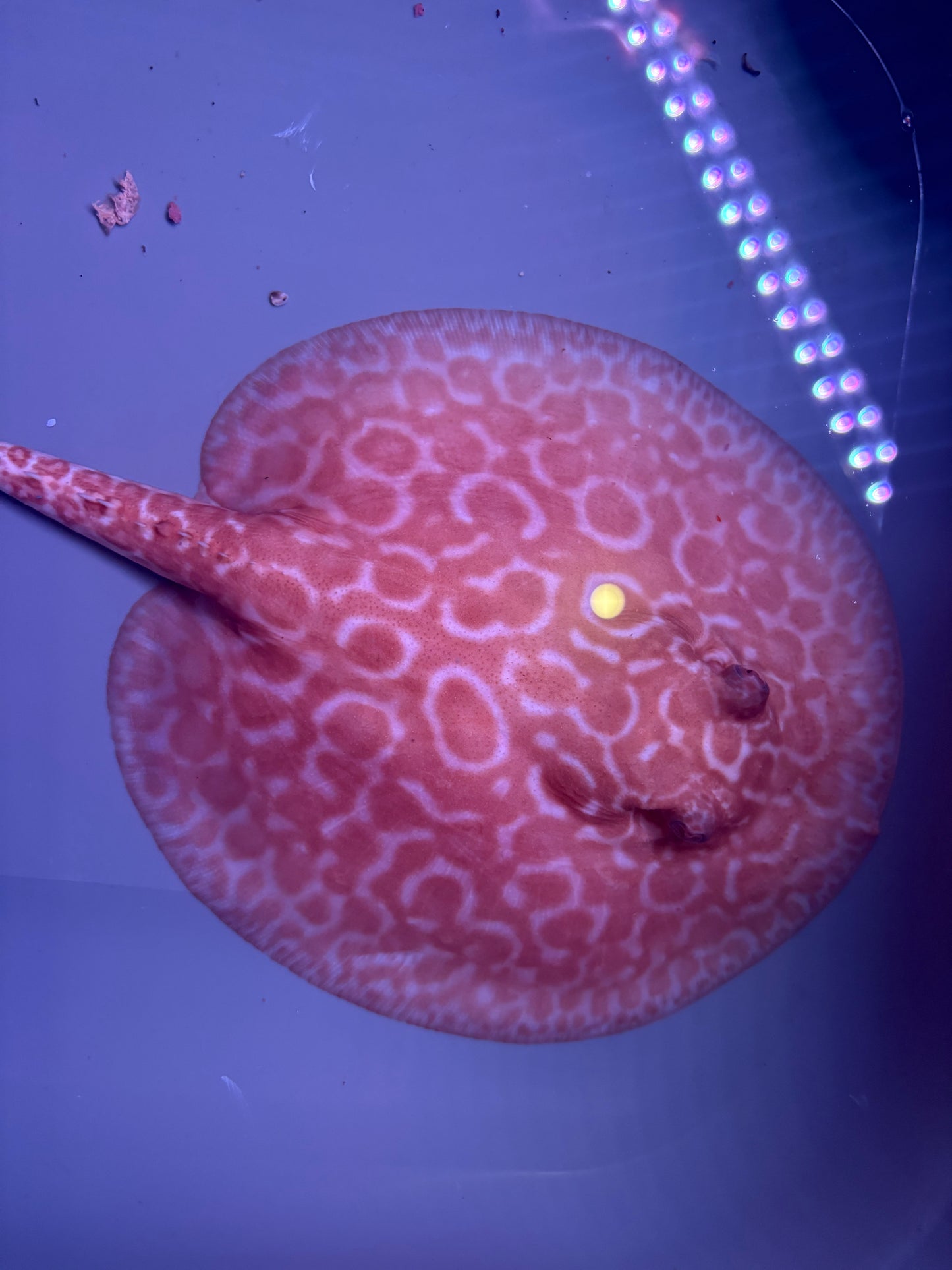 Freshwater Stingray Red Lucy Albino  Female 2