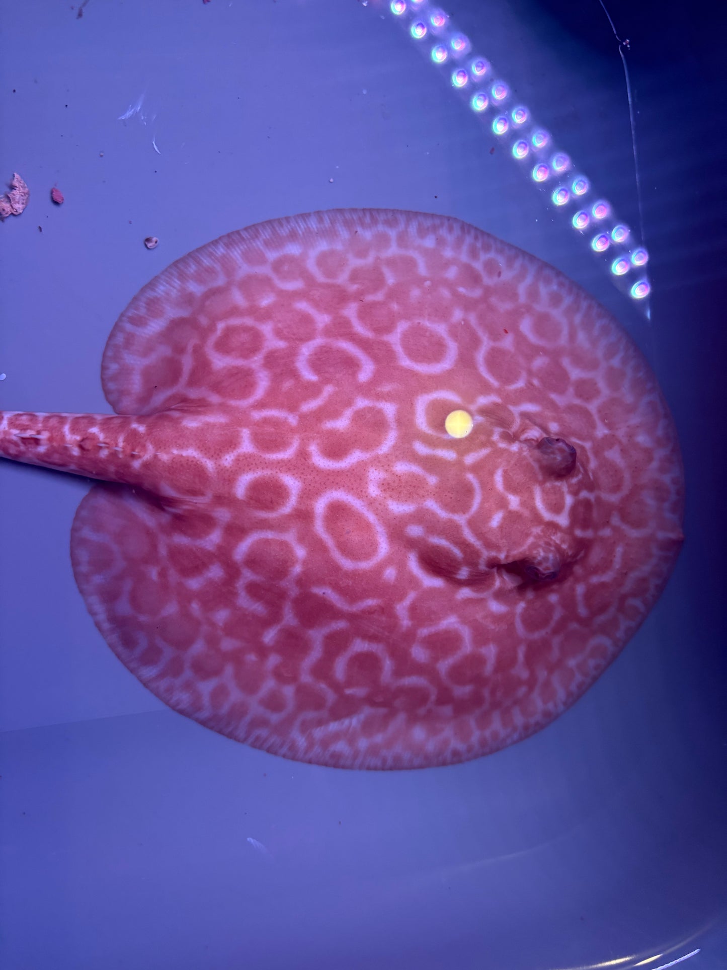Freshwater Stingray Red Lucy Albino  Female 2