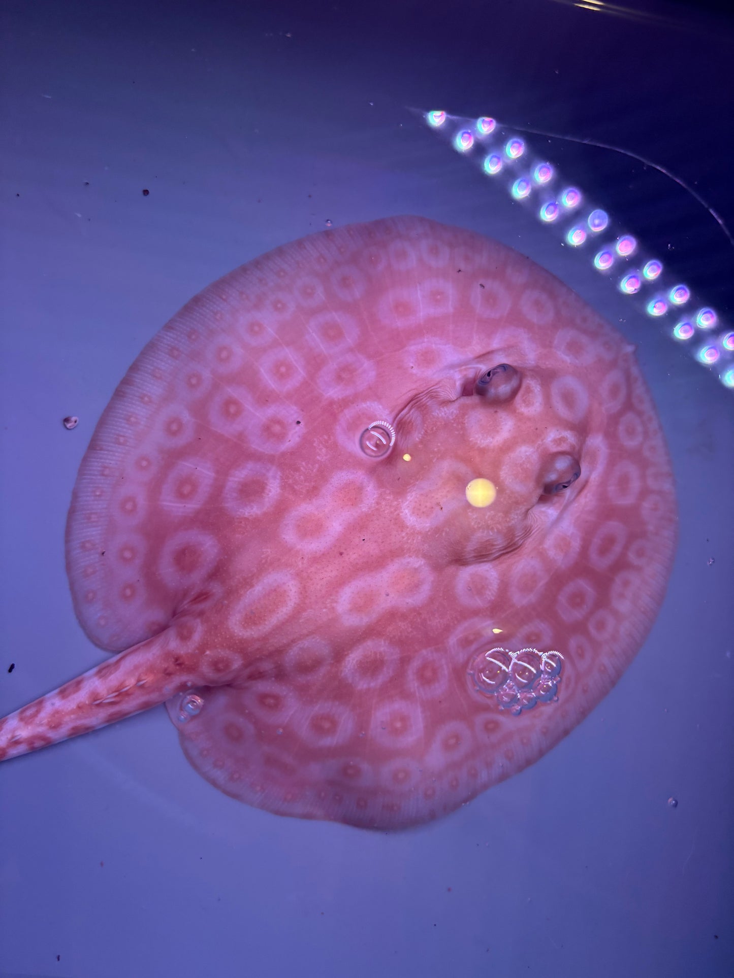 Freshwater Stingray Redbase Pearl Albino Female