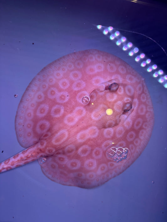 Freshwater Stingray Redbase Pearl Albino Female
