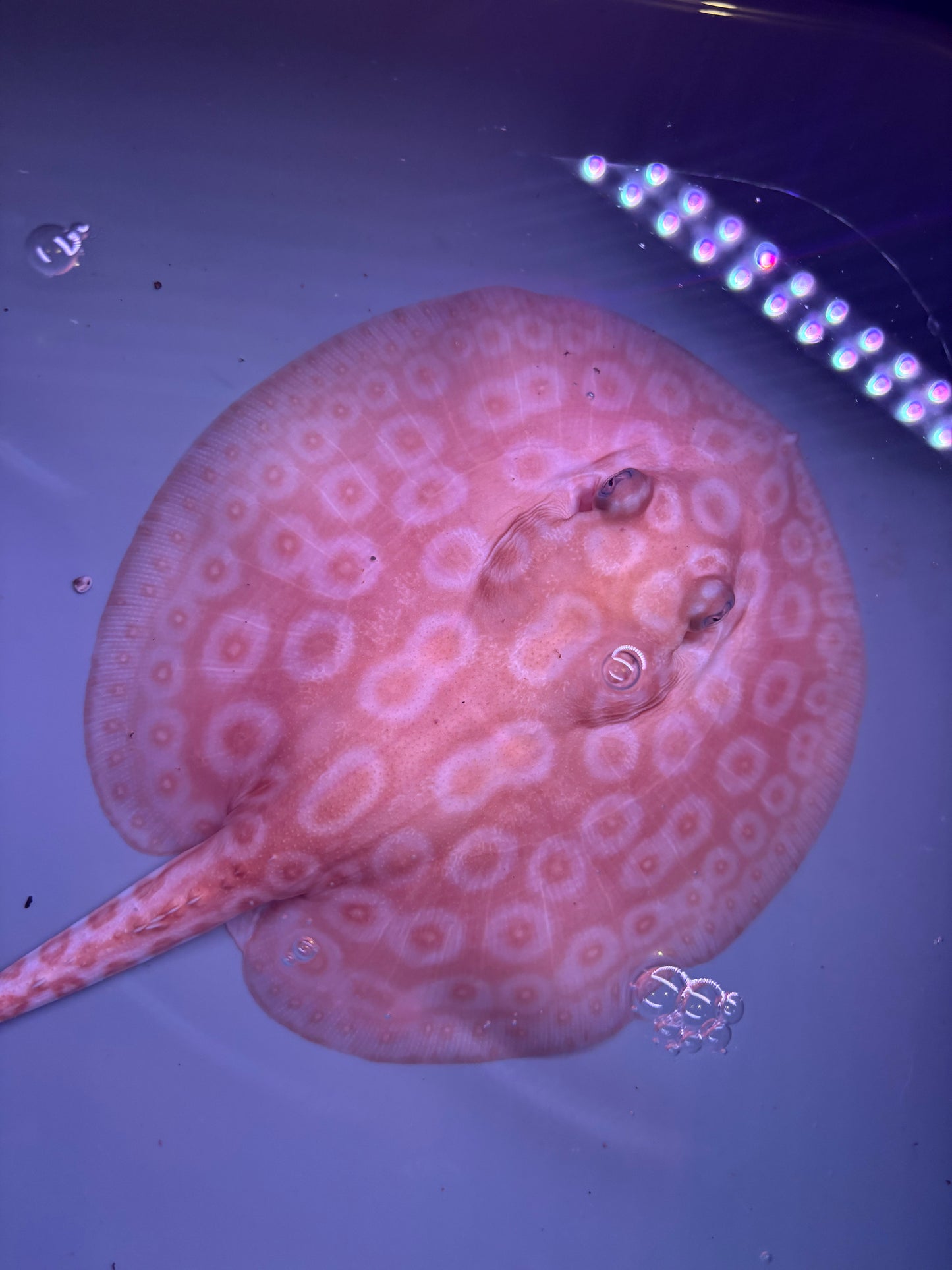 Freshwater Stingray Redbase Pearl Albino Female