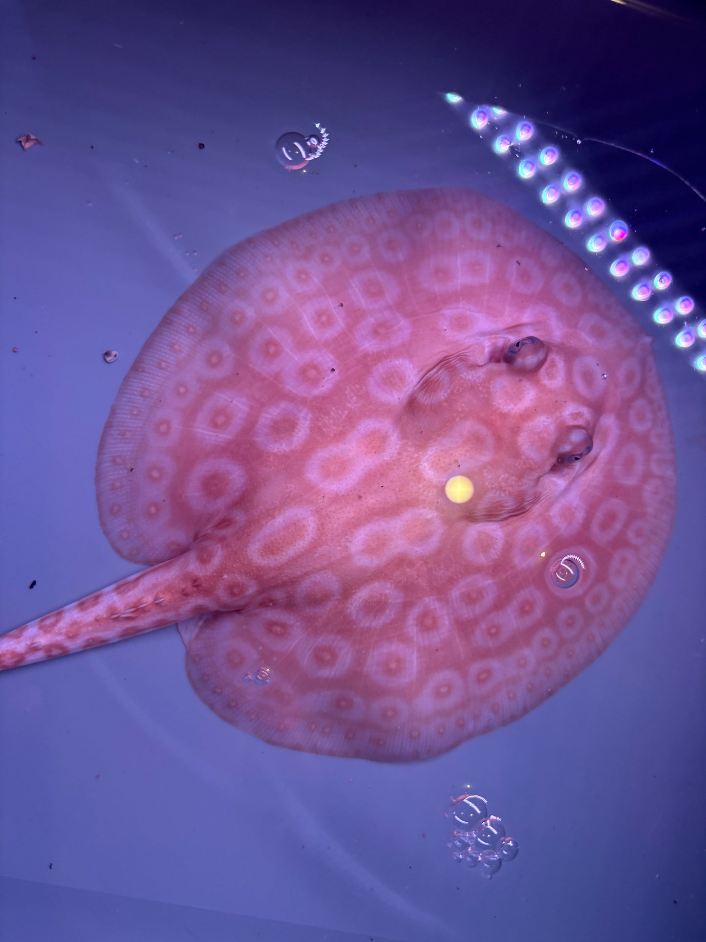 Freshwater Stingray Redbase Pearl Albino Female