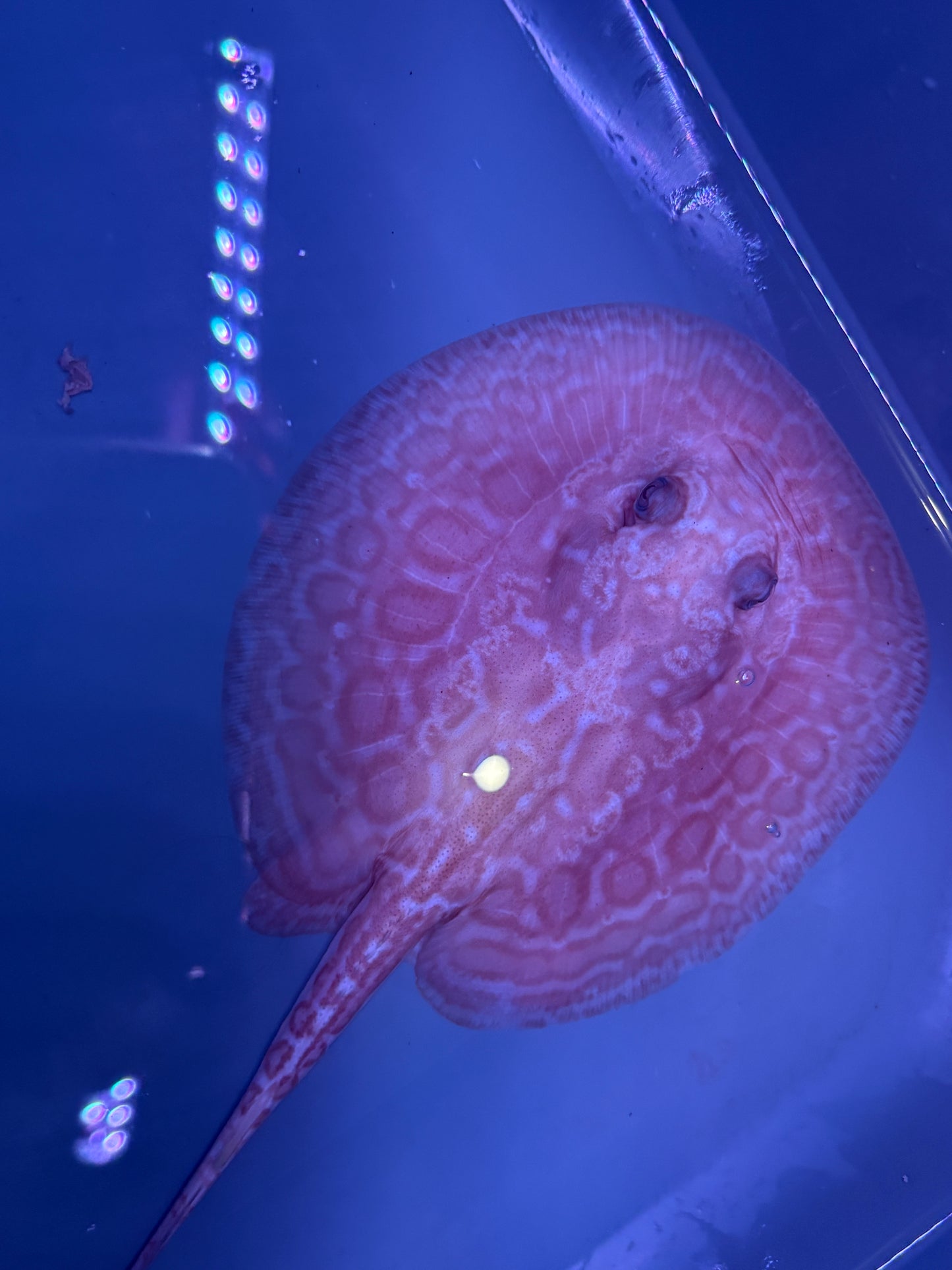Freshwater Stingray Red Lucy Albino  Female 3