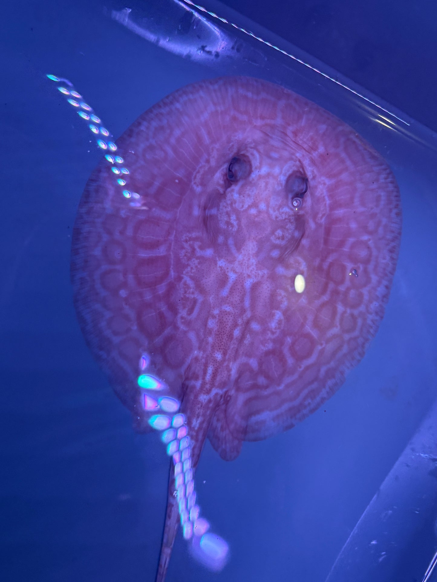 Freshwater Stingray Red Lucy Albino  Female 3