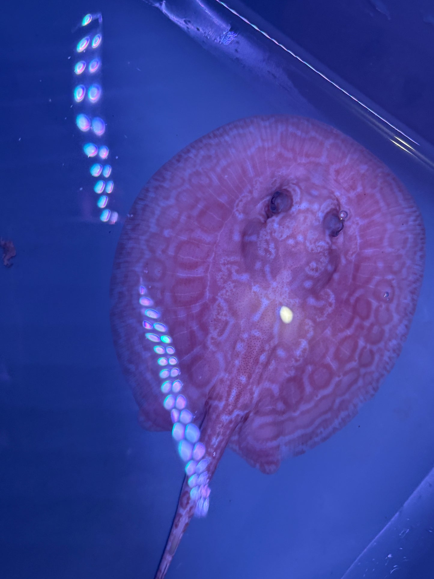 Freshwater Stingray Red Lucy Albino  Female 3