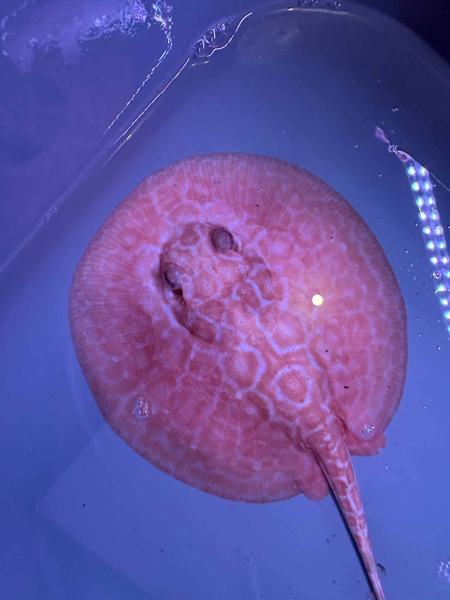 Freshwater Stingray Red Lucy Albino  Female 4