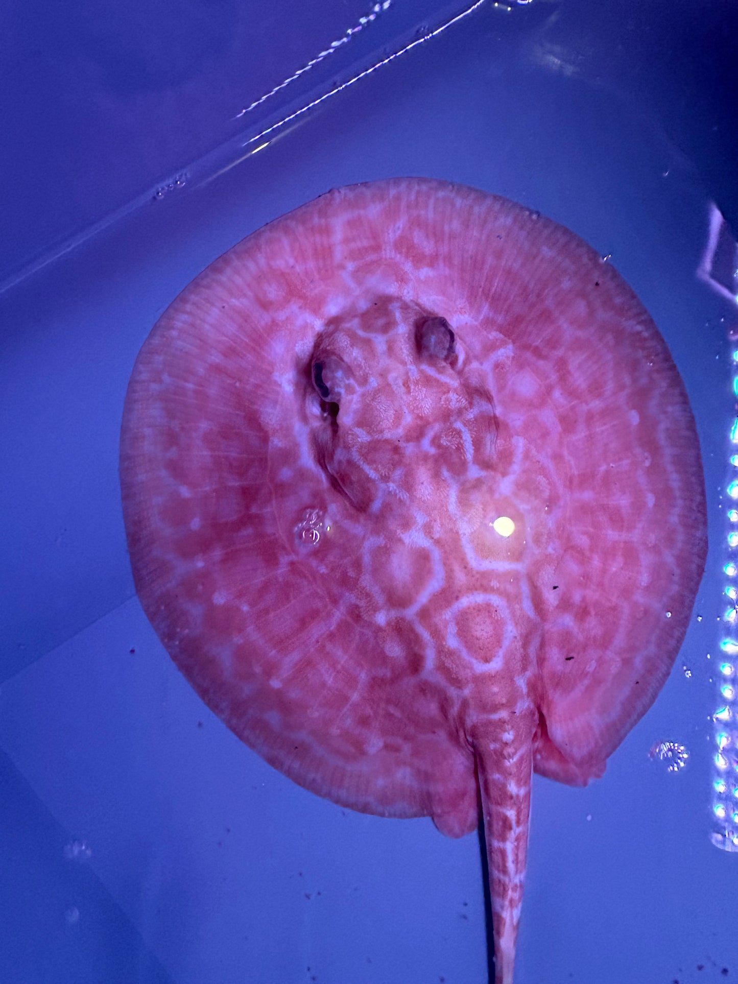 Freshwater Stingray Red Lucy Albino  Female 4