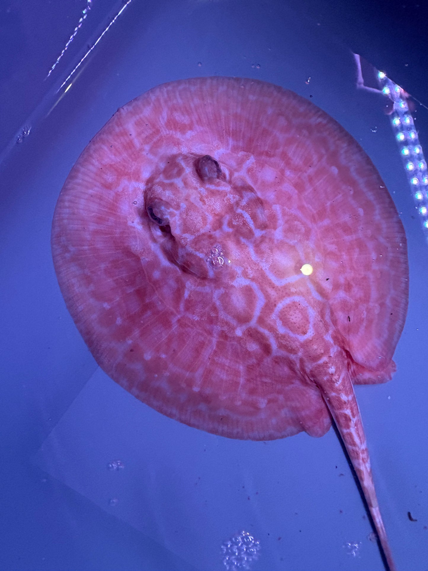 Freshwater Stingray Red Lucy Albino  Female 4