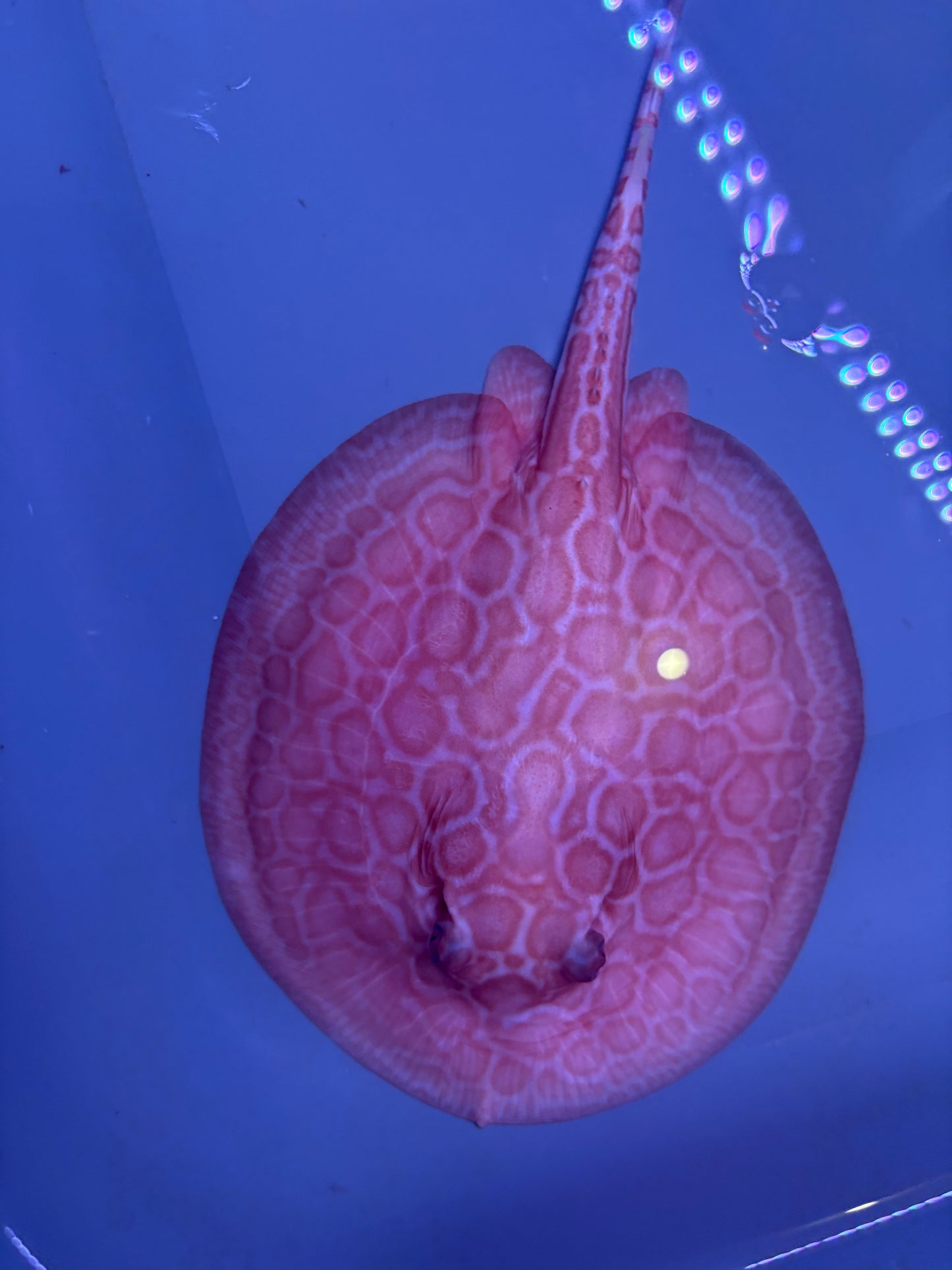 Freshwater Stingray Red Lucy Albino  Female 5