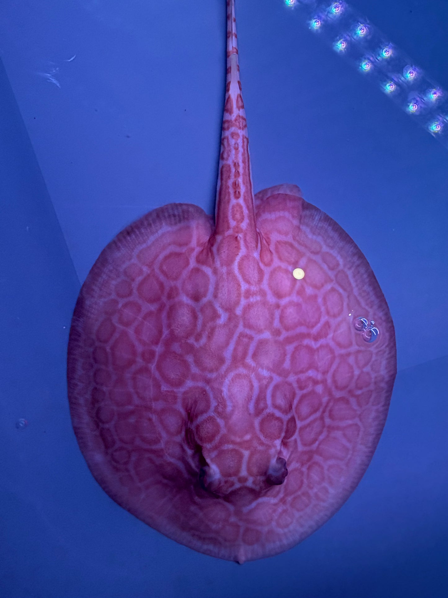 Freshwater Stingray Red Lucy Albino  Female 5