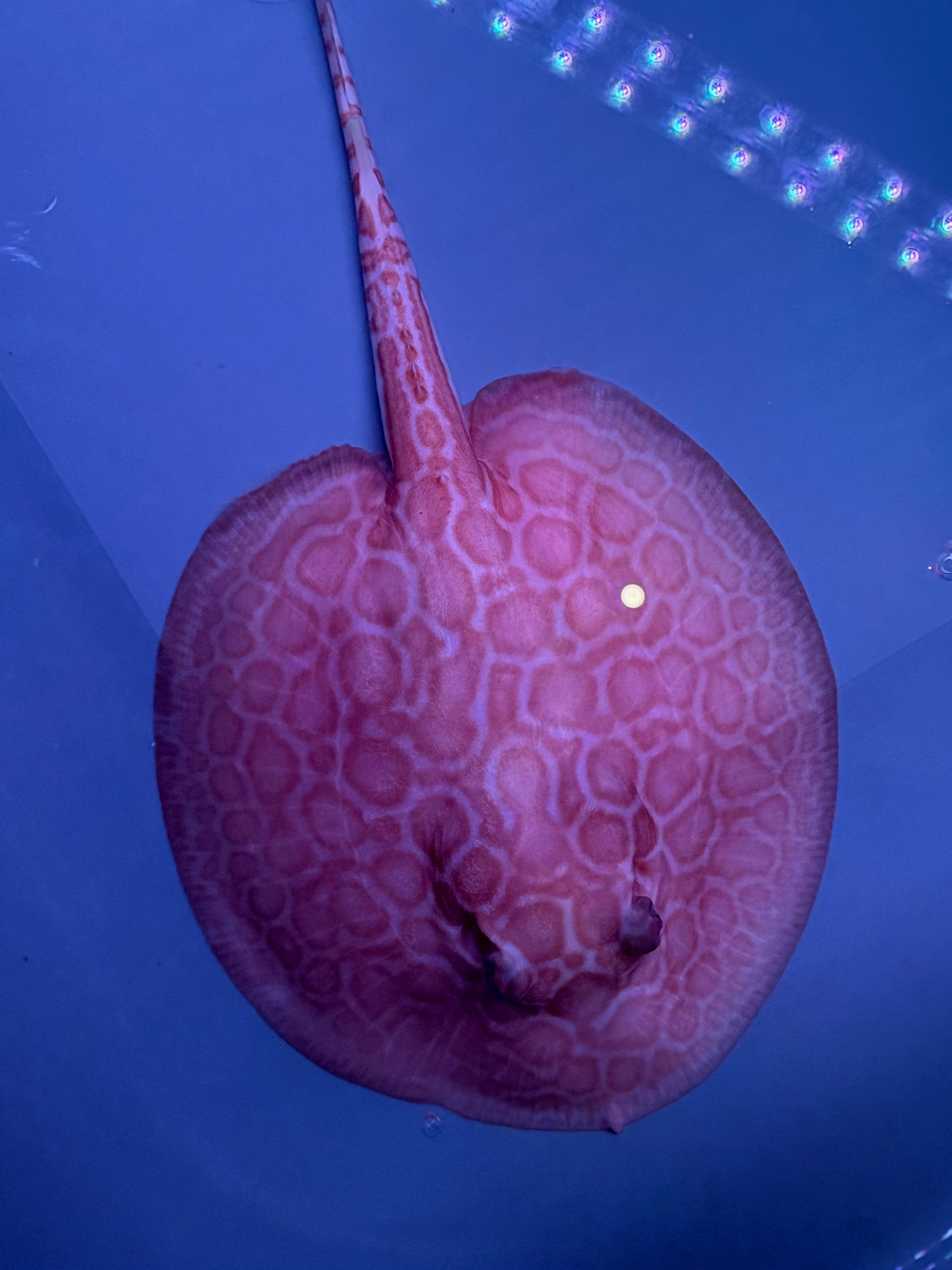 Freshwater Stingray Red Lucy Albino  Female 5