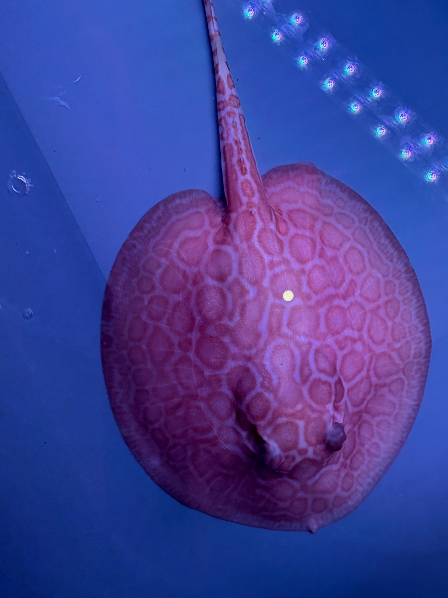 Freshwater Stingray Red Lucy Albino  Female 5