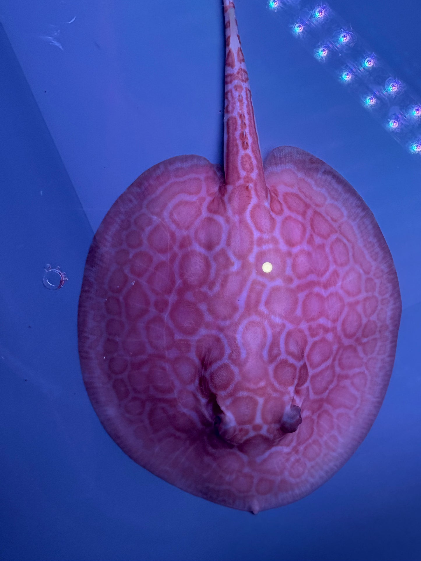 Freshwater Stingray Red Lucy Albino  Female 5