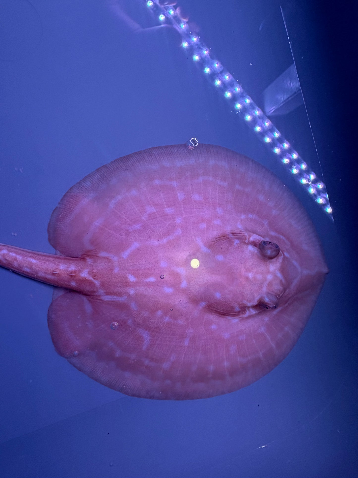 Freshwater Stingray Red Lucy Albino  Female 6