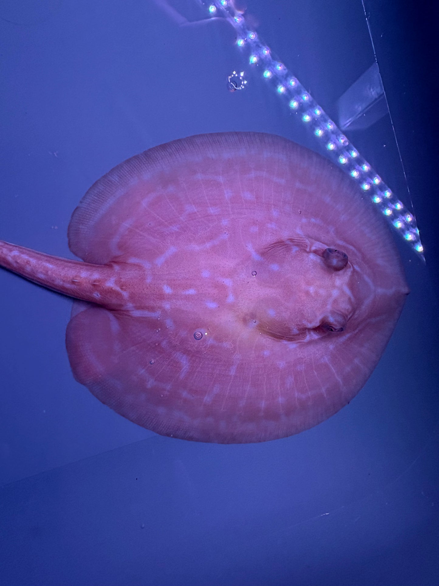 Freshwater Stingray Red Lucy Albino  Female 6