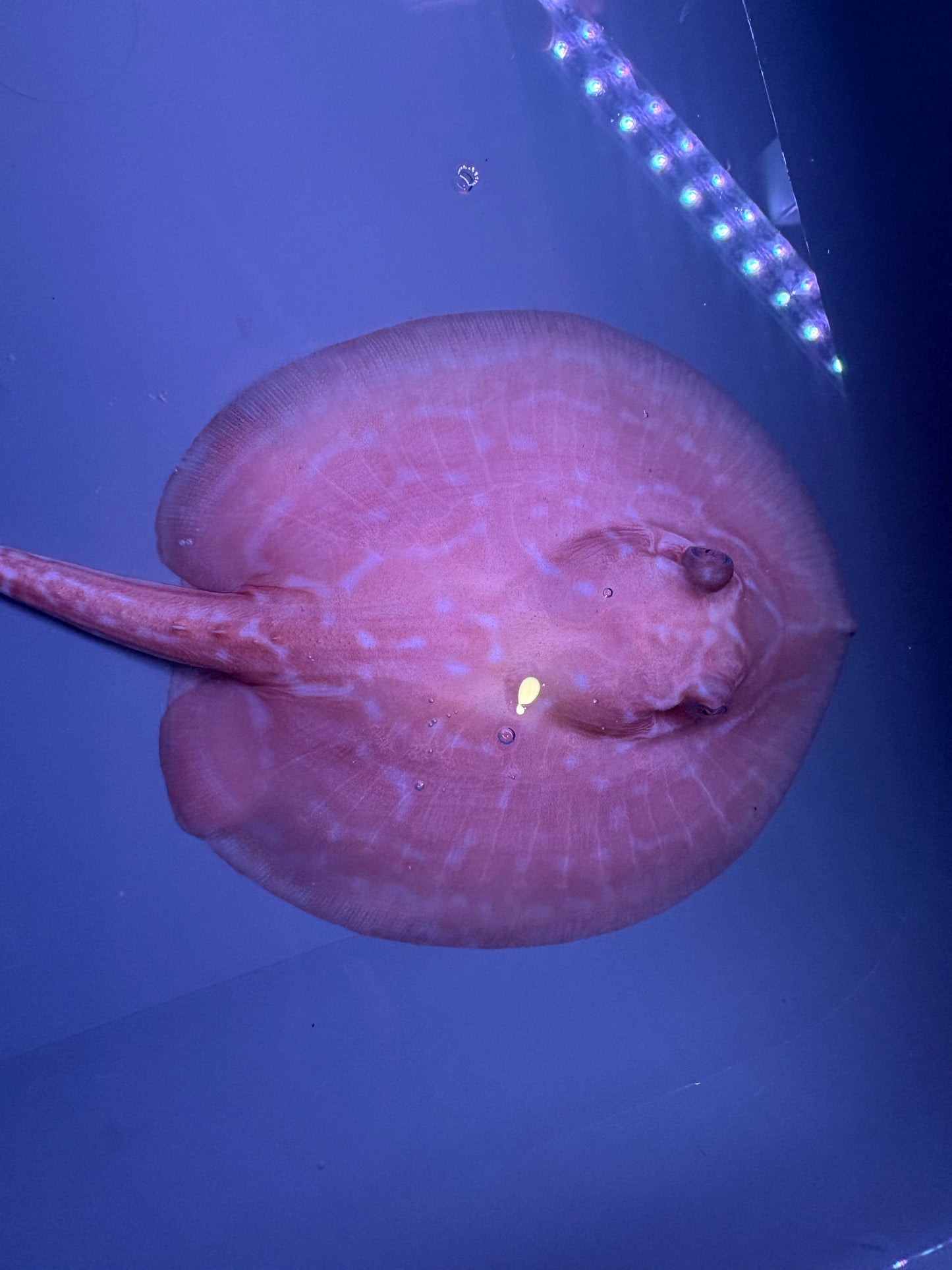Freshwater Stingray Red Lucy Albino  Female 6