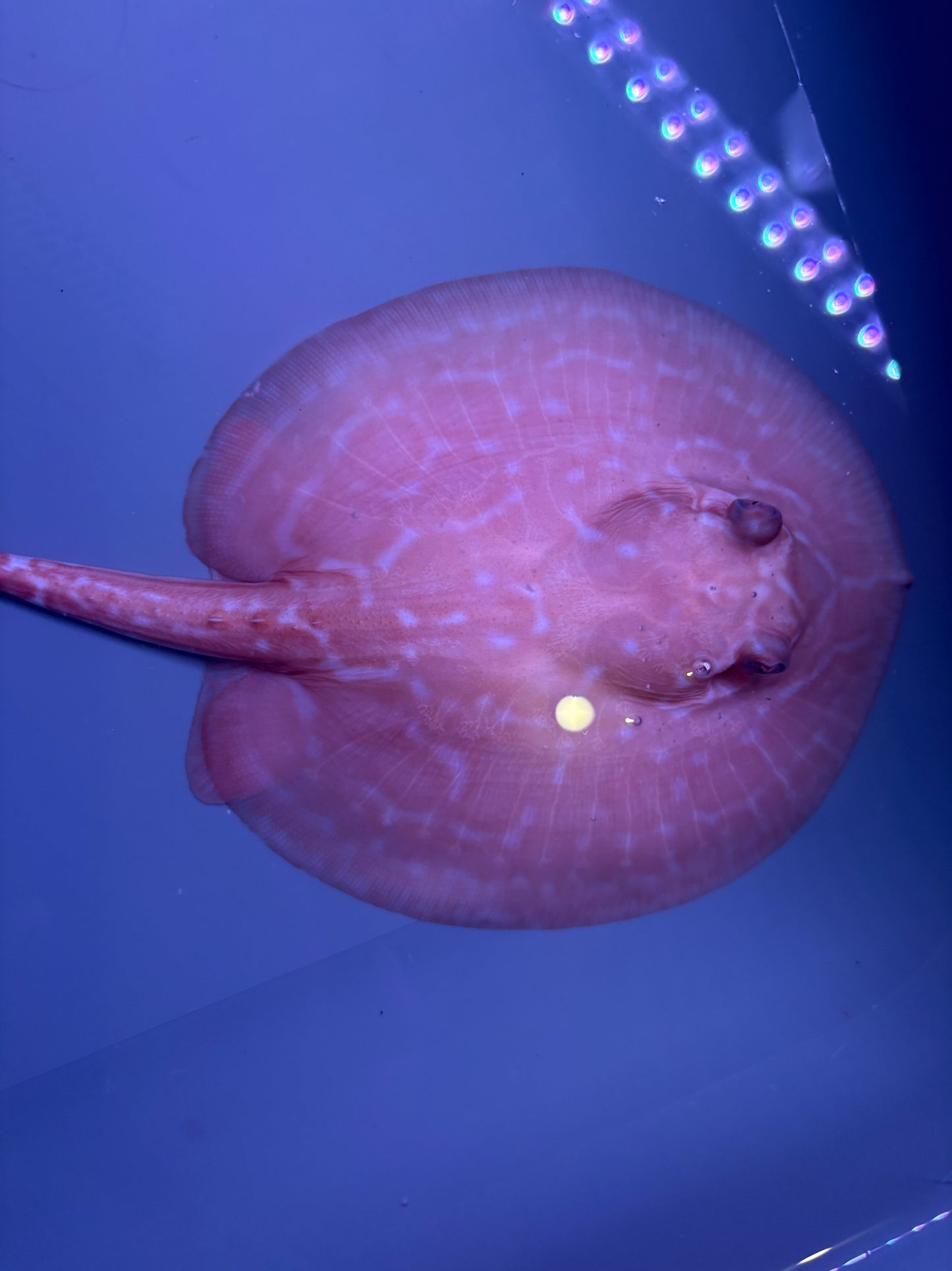 Freshwater Stingray Red Lucy Albino  Female 6