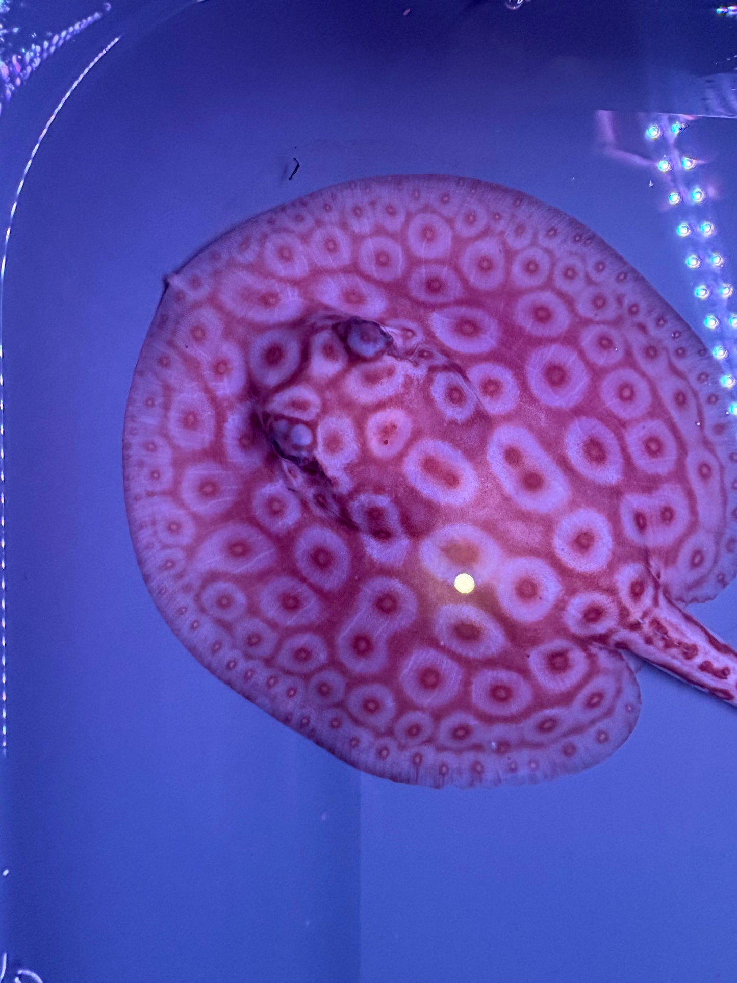 Freshwater Stingray Redbase Pearl Albino Female