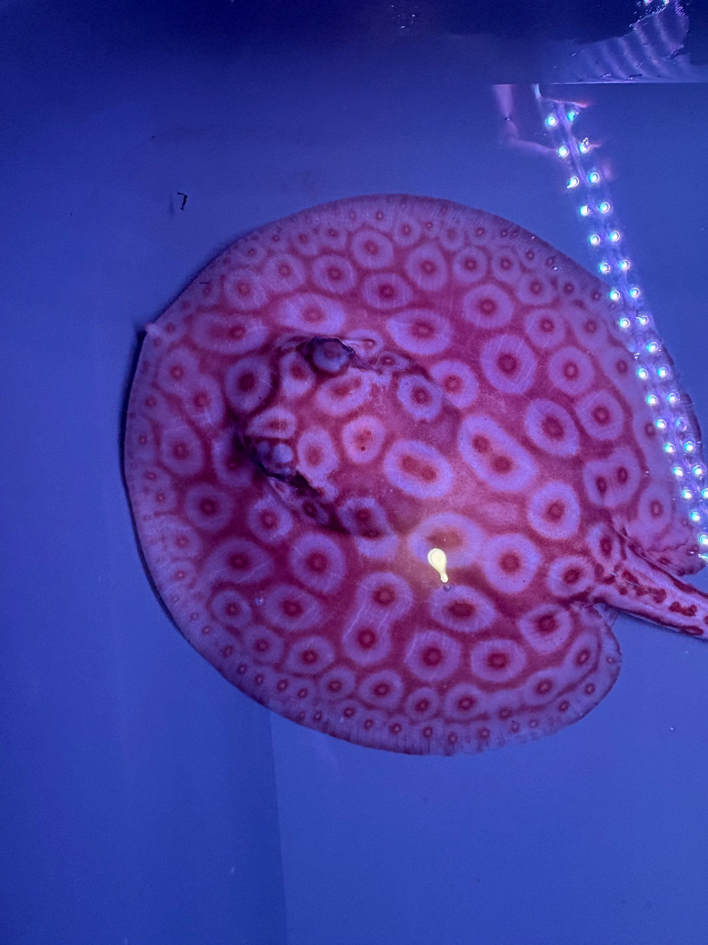 Freshwater Stingray Redbase Pearl Albino Female