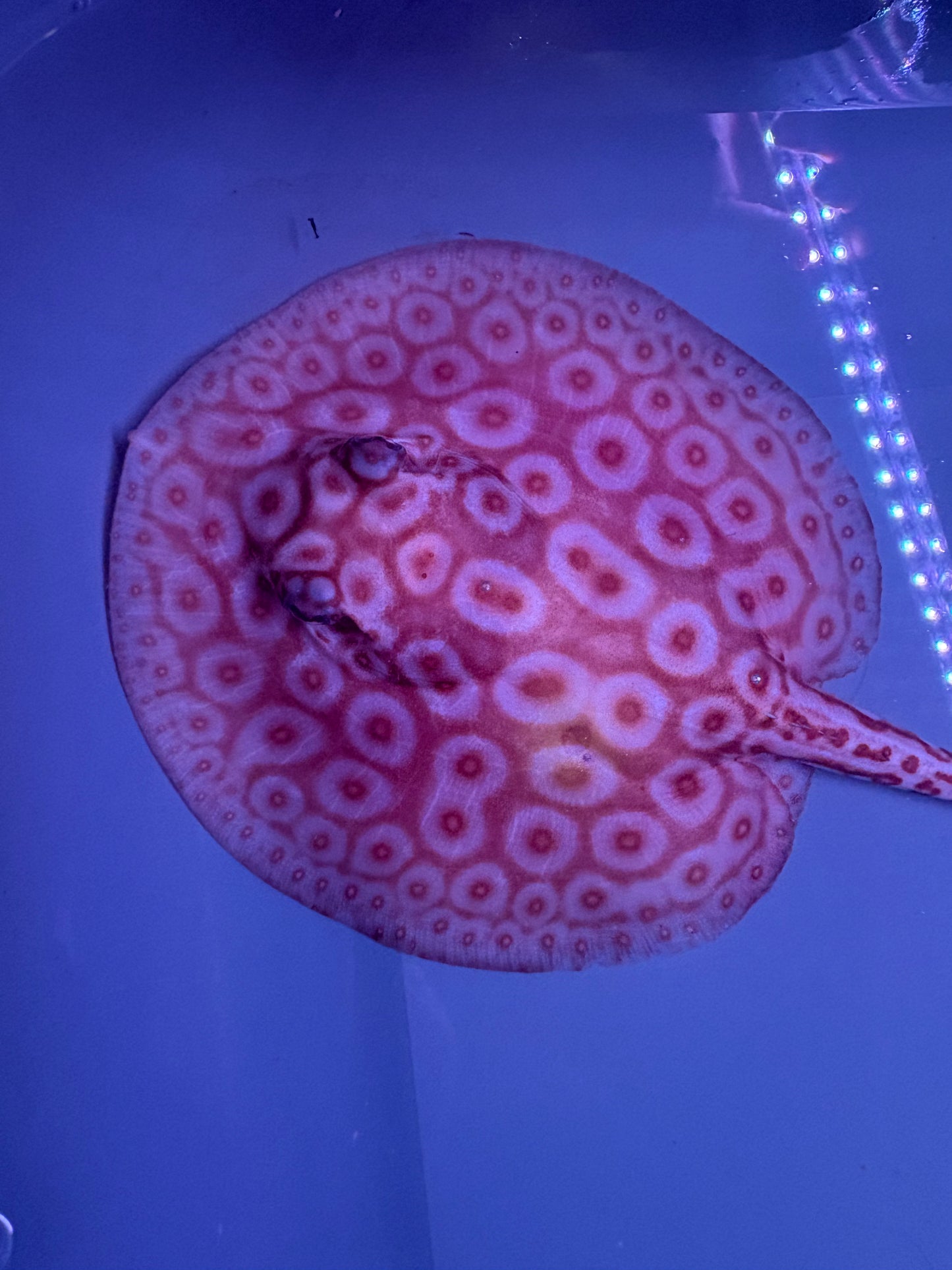 Freshwater Stingray Redbase Pearl Albino Female