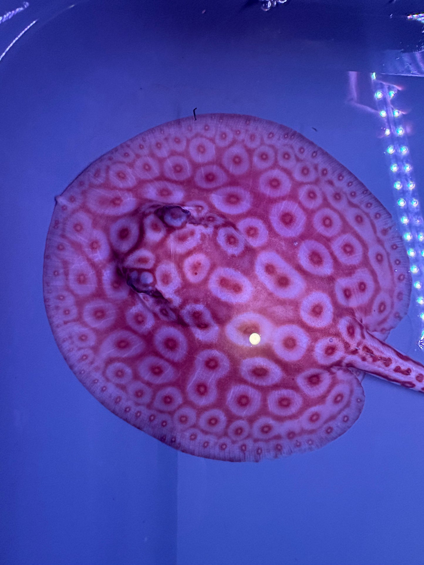 Freshwater Stingray Redbase Pearl Albino Female