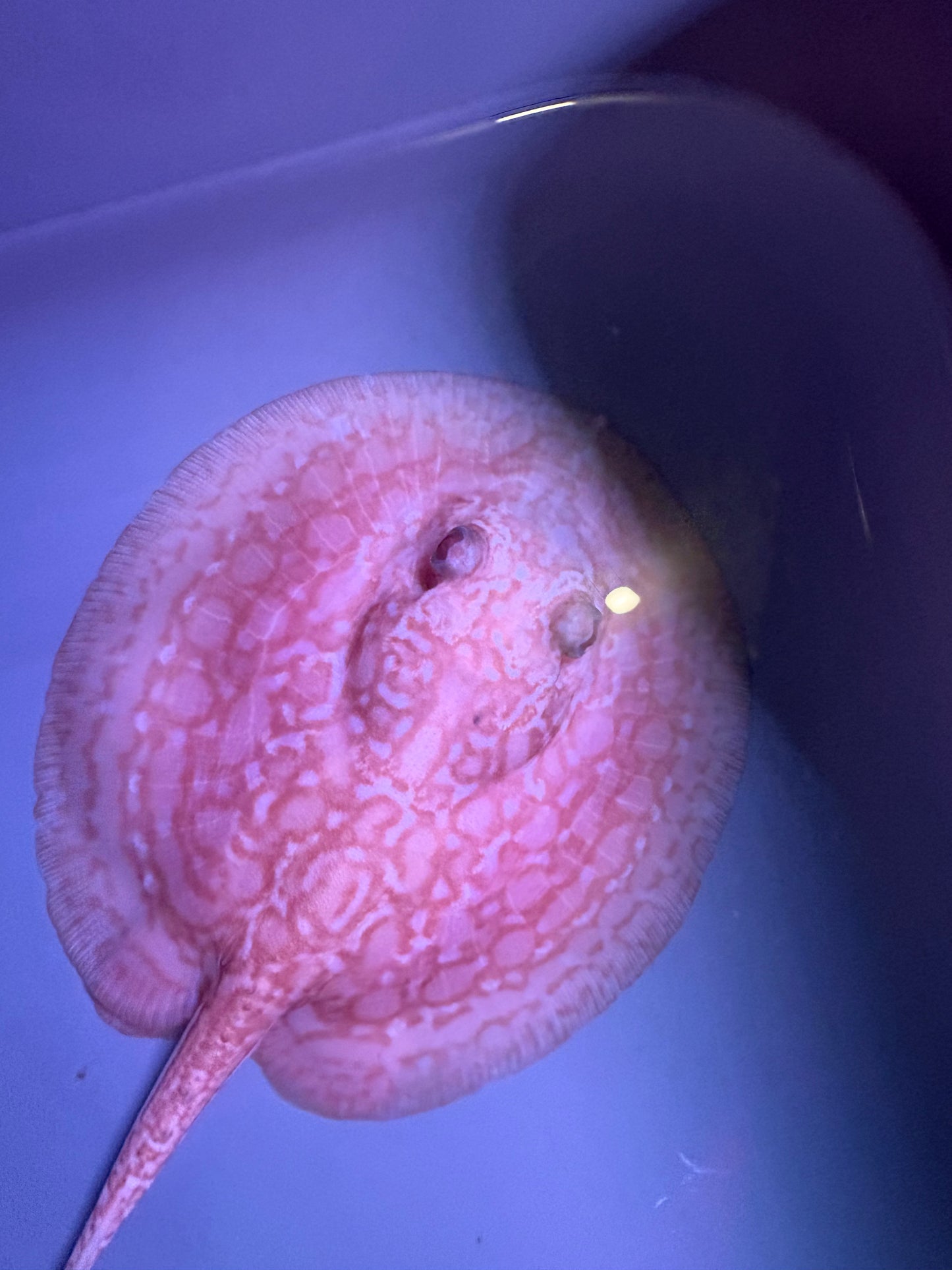 Freshwater Stingray Red Lucy Albino  Female 7