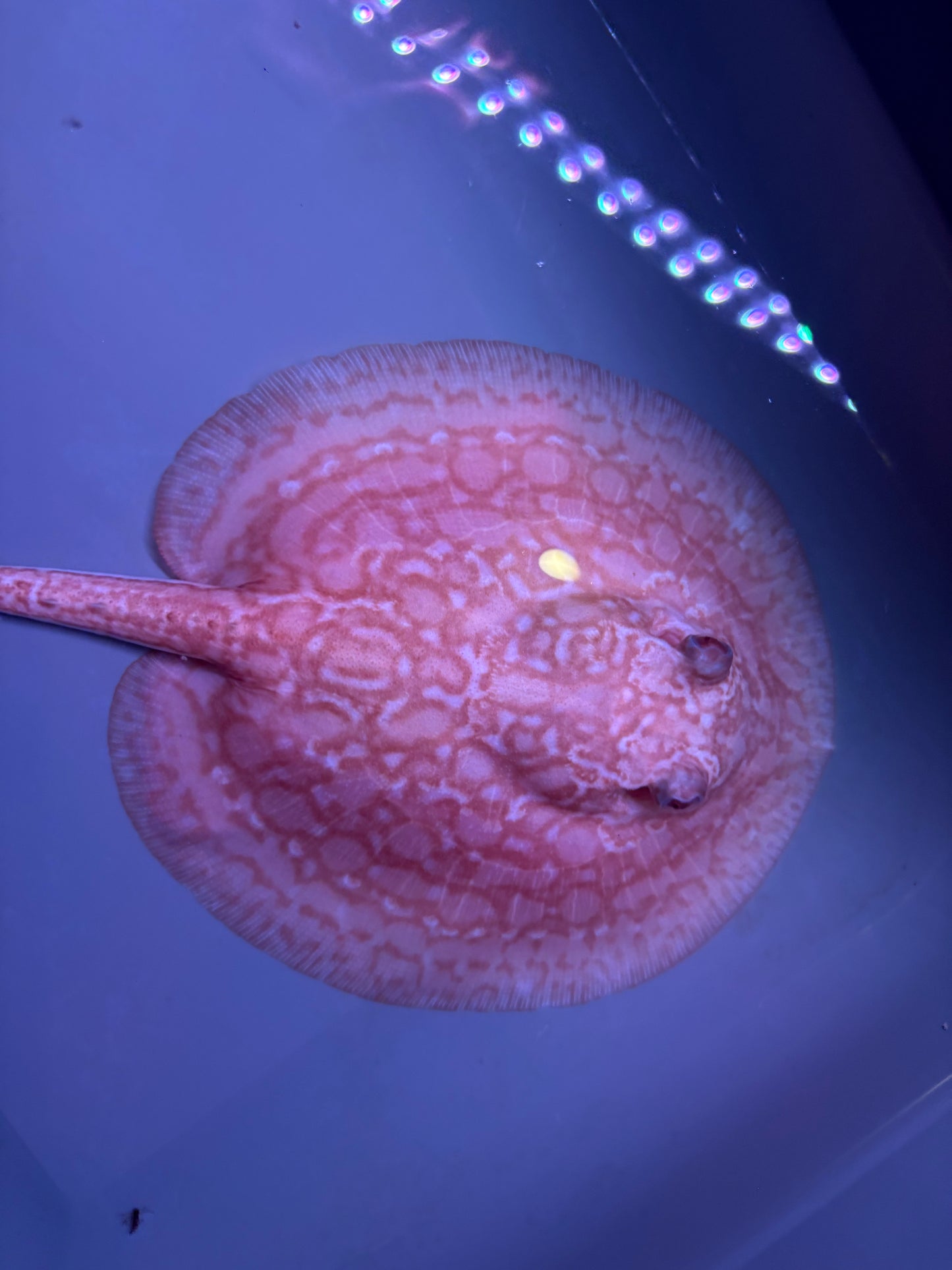 Freshwater Stingray Red Lucy Albino  Female 7