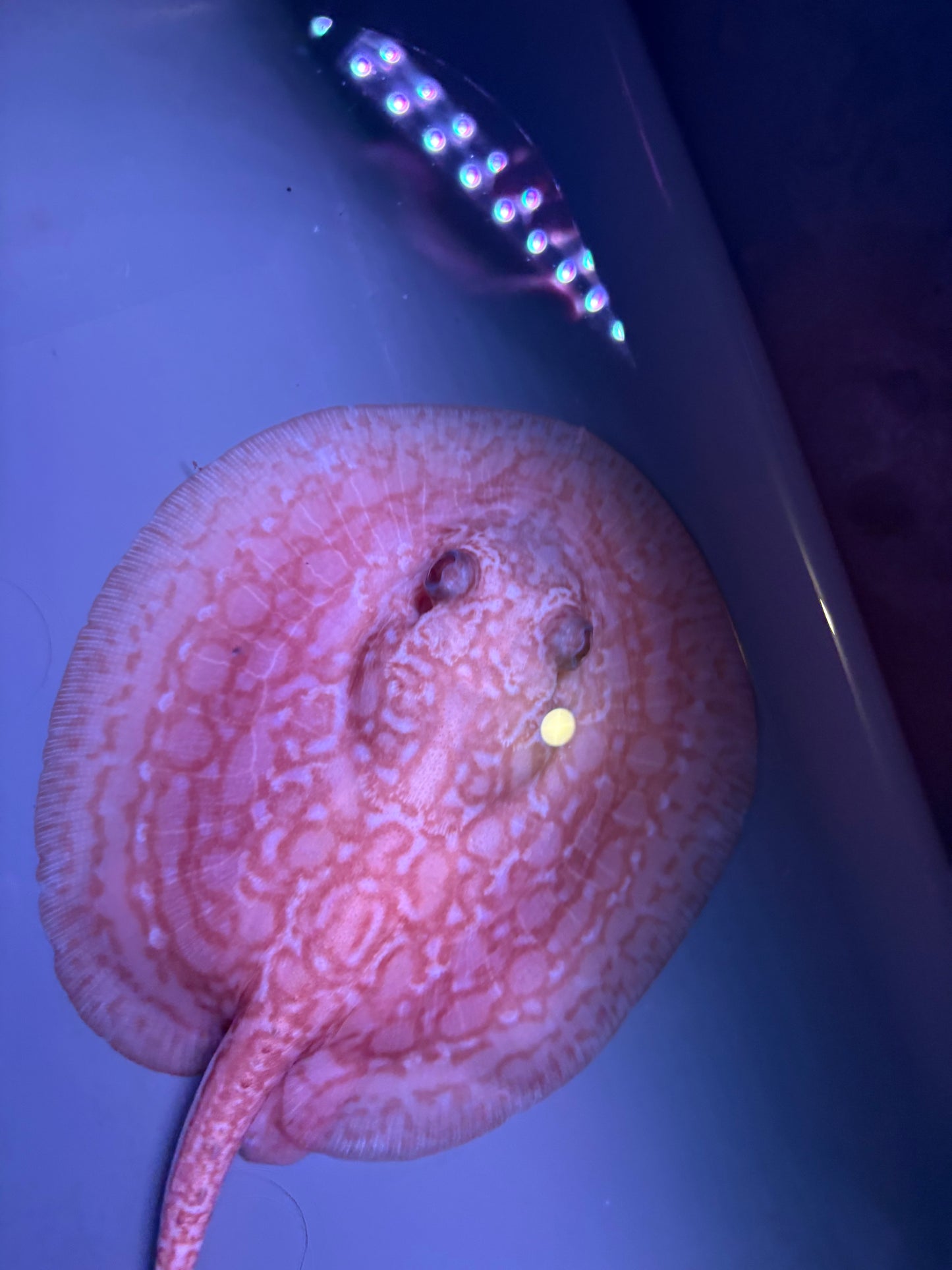 Freshwater Stingray Red Lucy Albino  Female 7