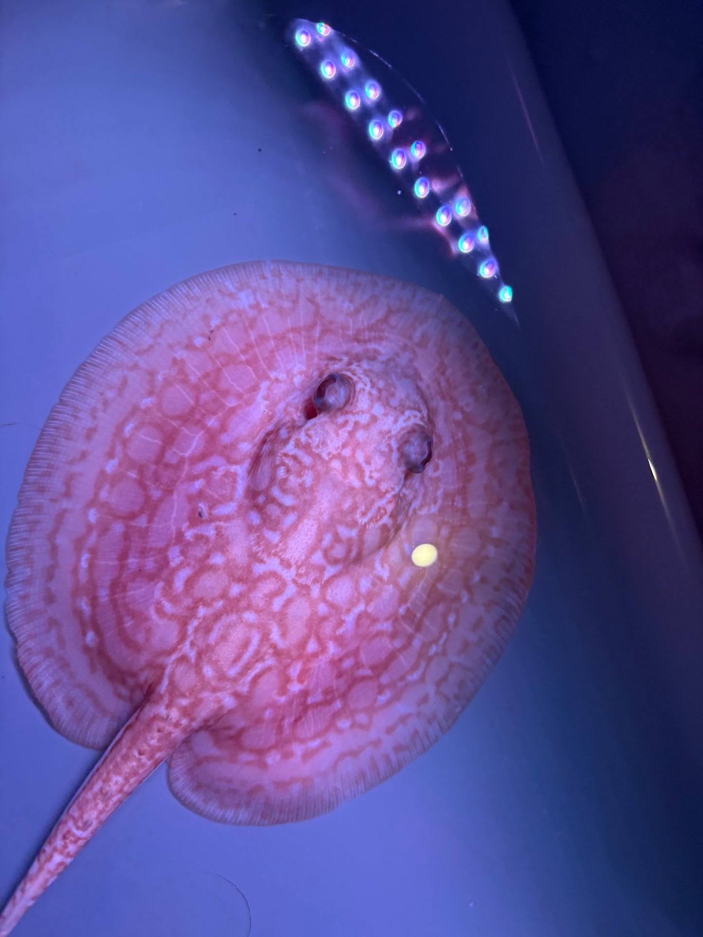 Freshwater Stingray Red Lucy Albino  Female 7