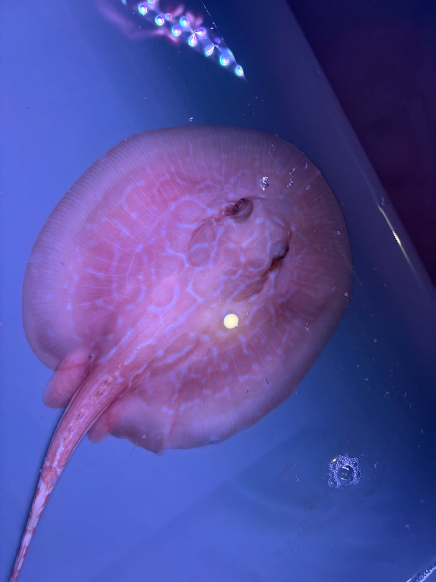 Freshwater Stingray Red Lucy Albino  Female 7