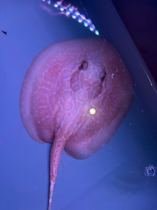 Freshwater Stingray Red Lucy Albino  Female 7