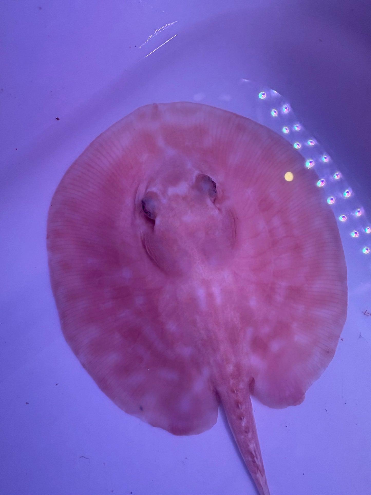 Freshwater Stingray Red Lucy Albino  Male 1