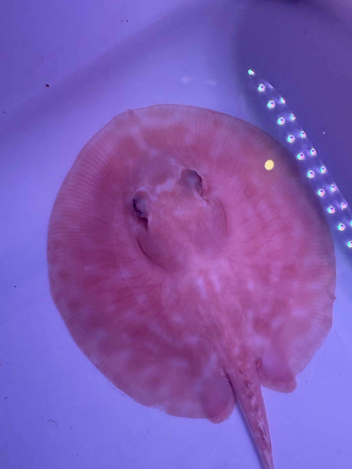 Freshwater Stingray Red Lucy Albino  Male 1