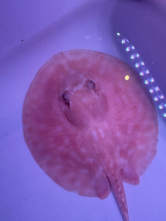Freshwater Stingray Red Lucy Albino Male 1