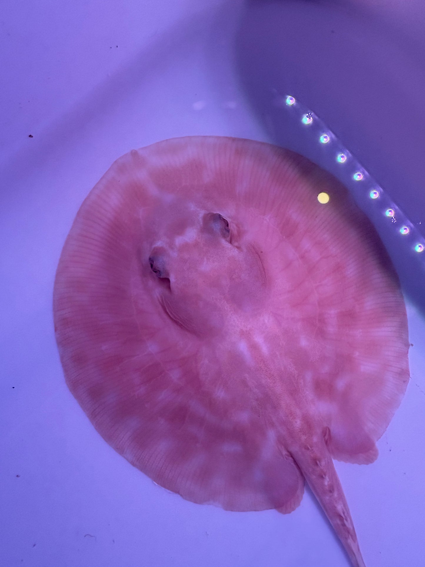 Freshwater Stingray Red Lucy Albino  Male 1