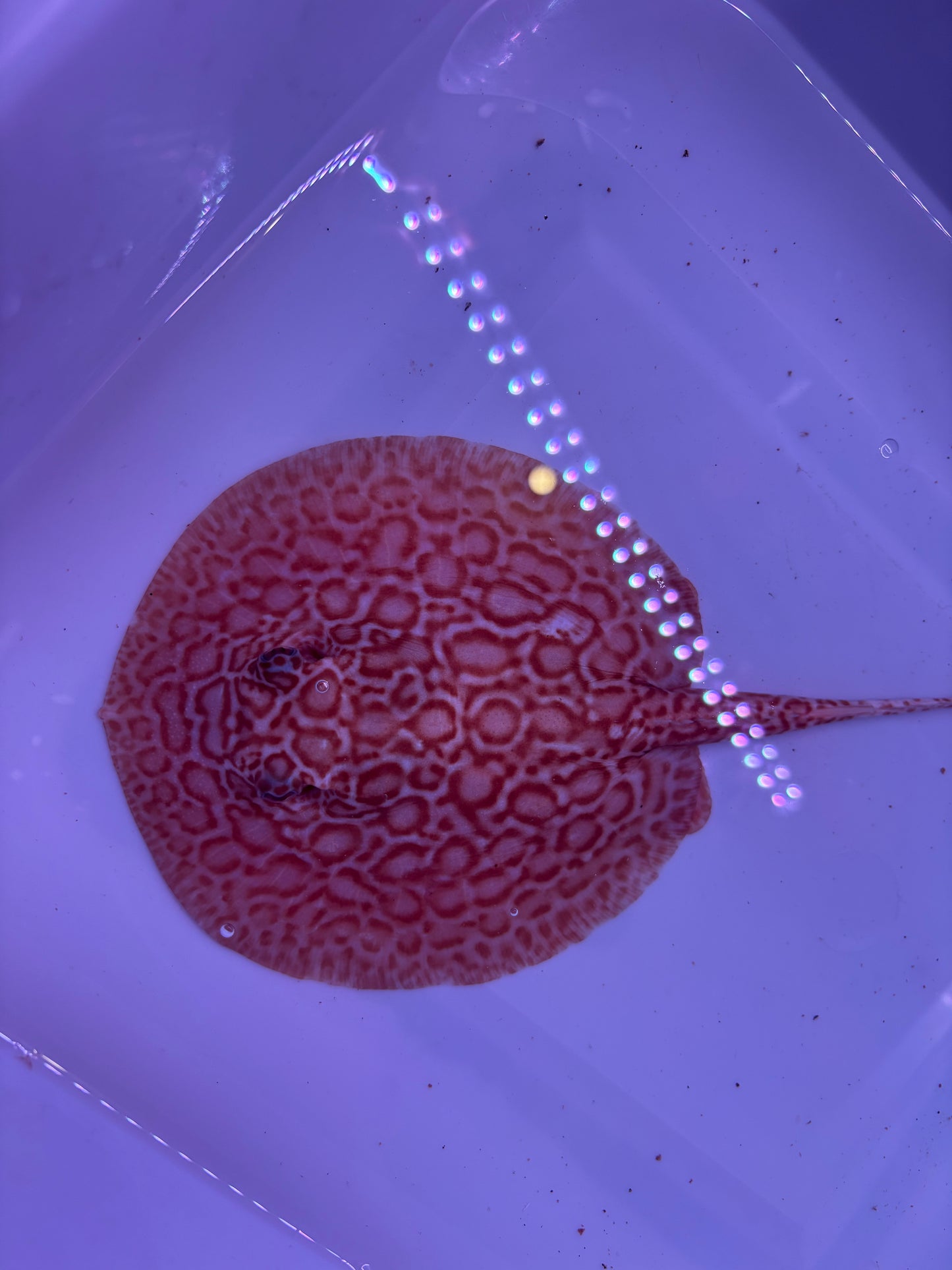 Freshwater Stingray Red Lucy Albino  Male 2