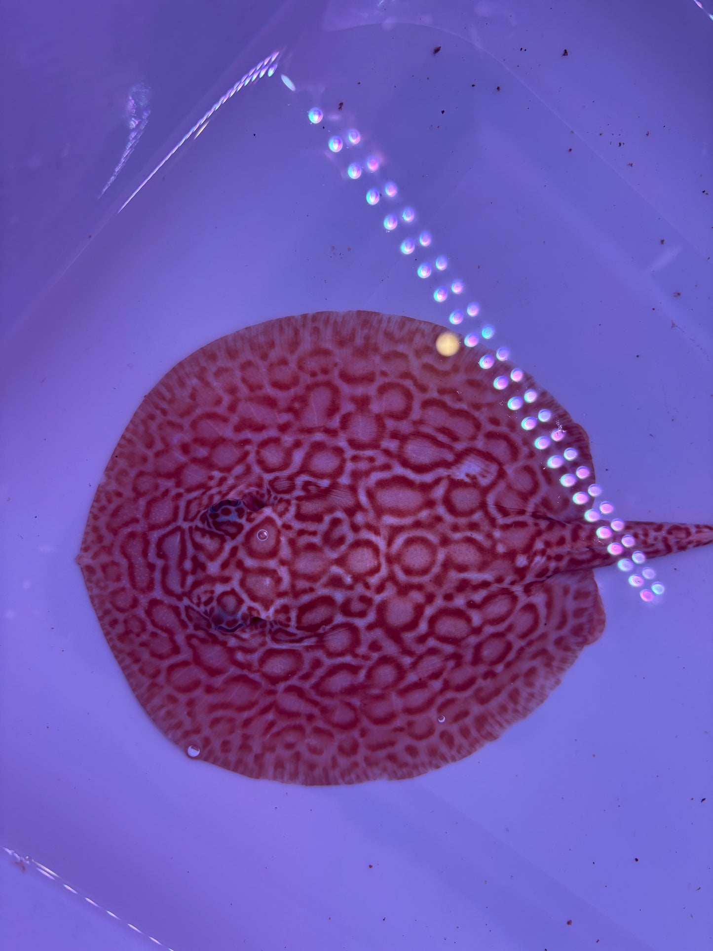 Freshwater Stingray Red Lucy Albino  Male 2