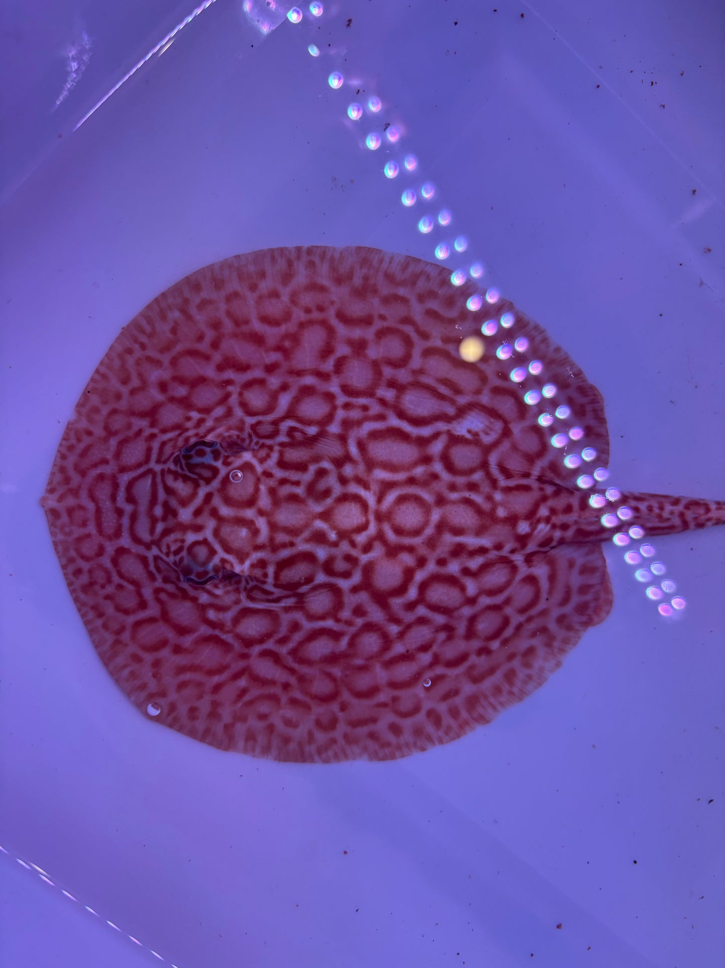 Freshwater Stingray Red Lucy Albino  Male 2