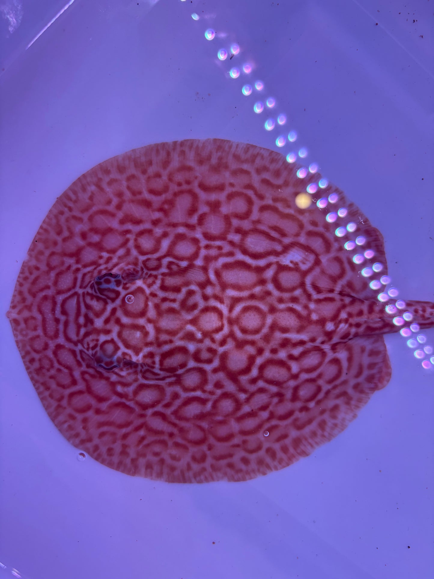 Freshwater Stingray Red Lucy Albino  Male 2