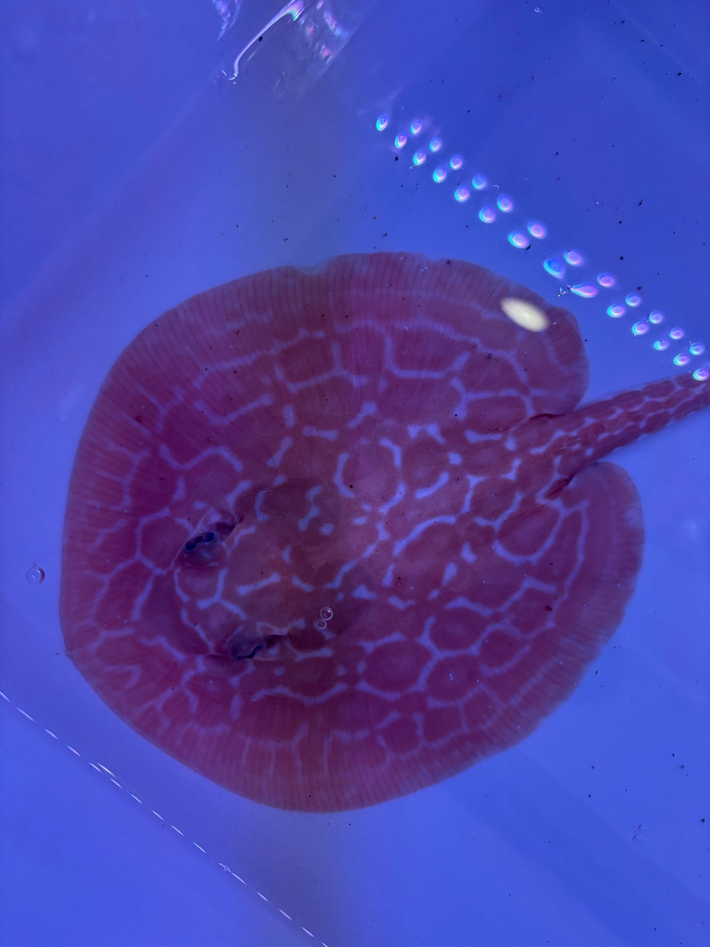 Freshwater Stingray Red Lucy Albino  Male 3