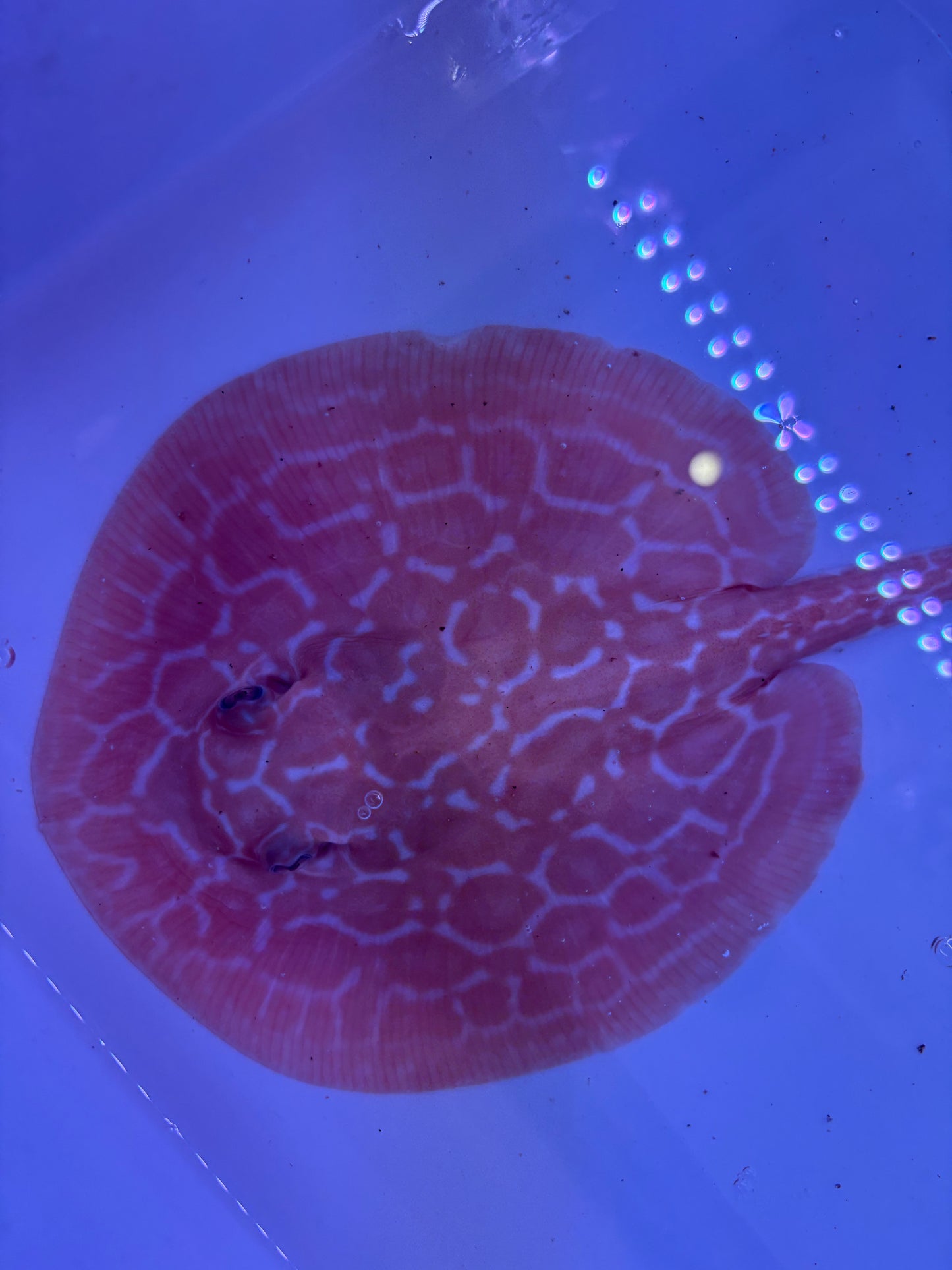 Freshwater Stingray Red Lucy Albino  Male 3