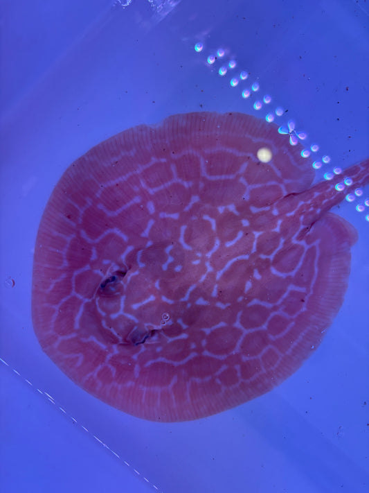 Freshwater Stingray Red Lucy Albino Male 3