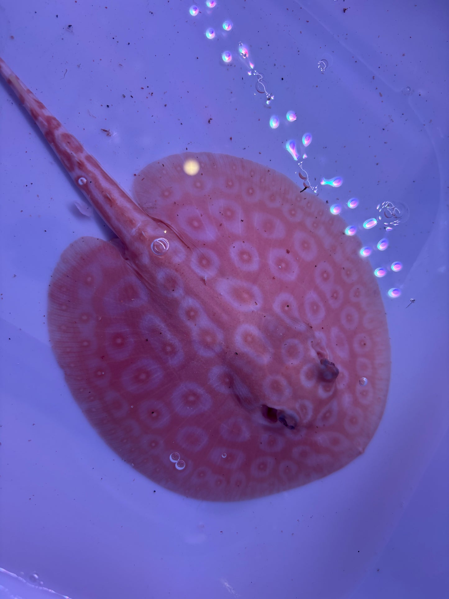 Freshwater Stingray Redbase Pearl Albino Male